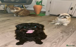 Mixed Breed dogs for sale: Pug x toy poodle - Image 2