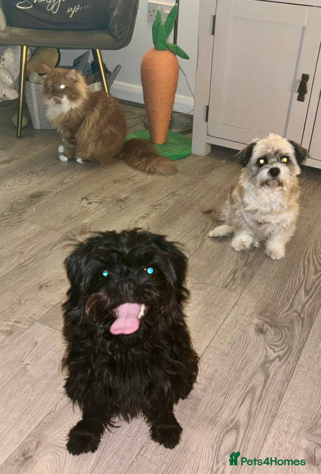 Mixed Breed dogs for sale: Pug x toy poodle - Image 2