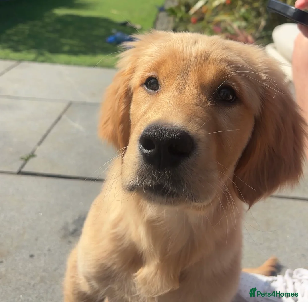 Golden Retriever dogs for sale: HANDSOME GOLDEN RETRIEVER PUPPY  - Advert 2
