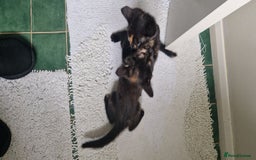 European cats for sale: Tortoiseshell kittens, and cat - Image 10