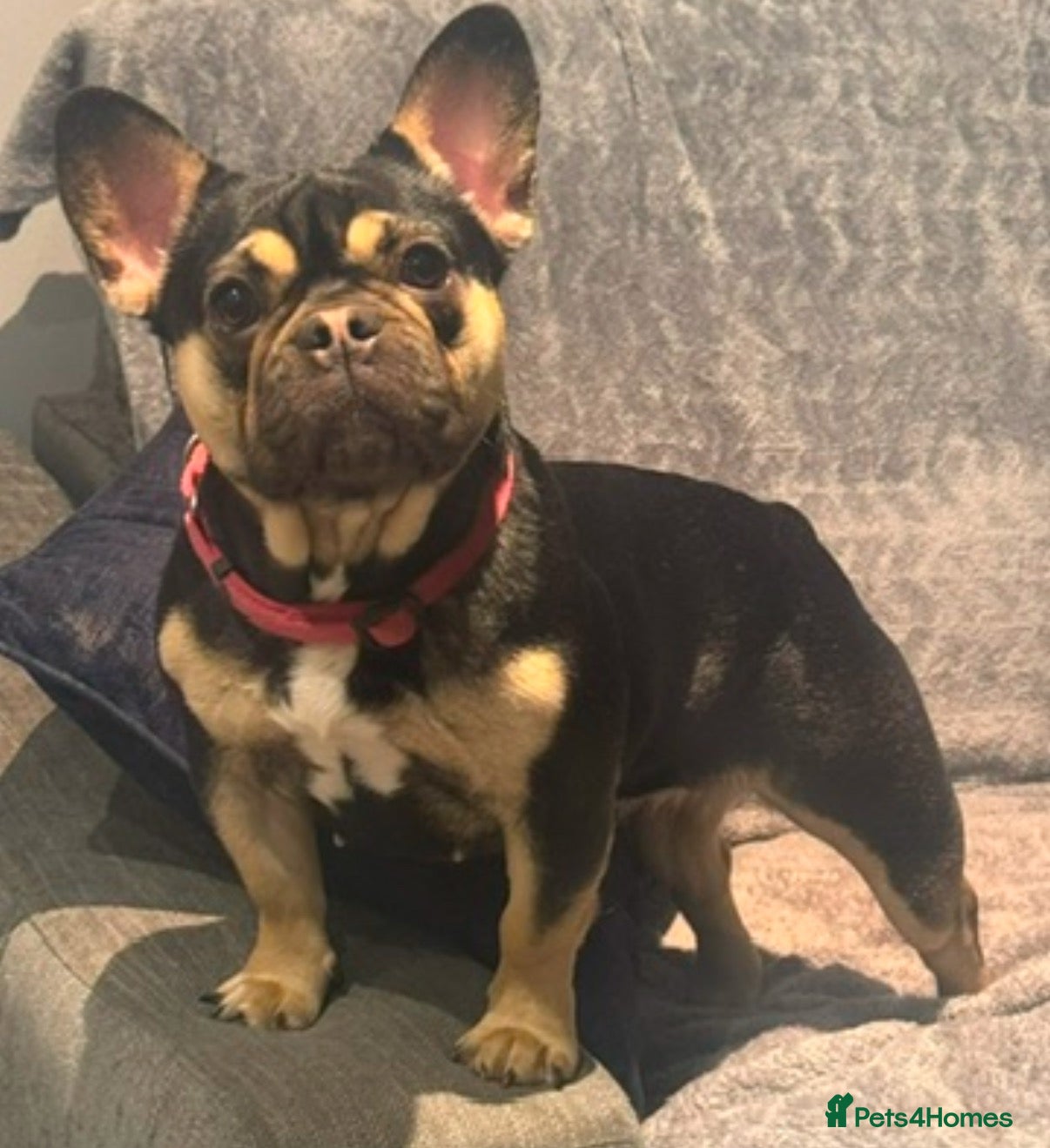 French Bulldog dogs SIMBA & BERRY — ISABELLA LITTER HAS ARRIVED!  - Advert 2