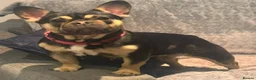 French Bulldog dogs for sale: SIMBA & BERRY — ISABELLA LITTER HAS ARRIVED!  - Advert 8
