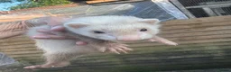 Ferret rodents for sale: Lovely baby ferrets ready - Advert 1