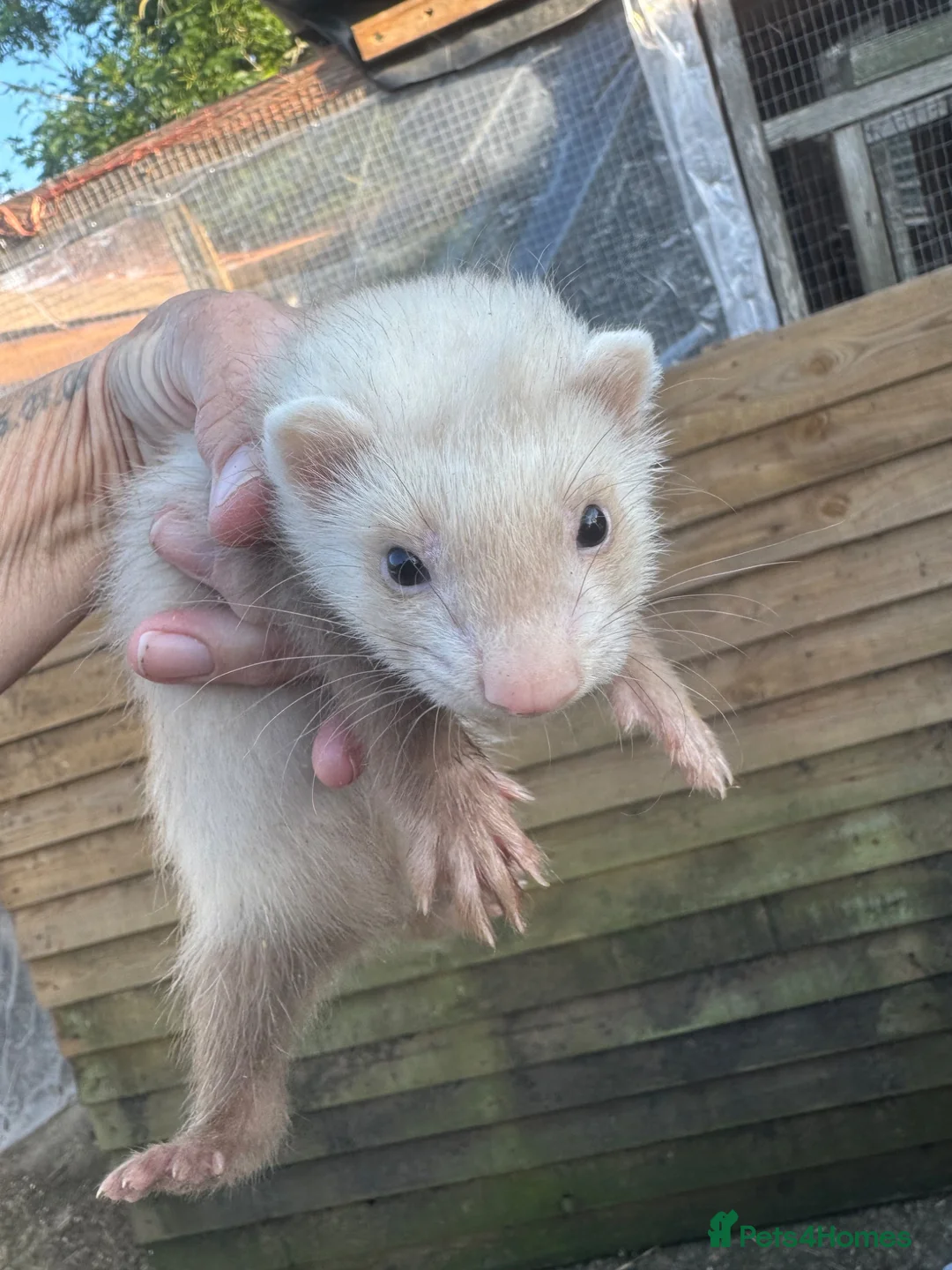 Ferret rodents for sale: Lovely baby ferrets ready - Advert 1