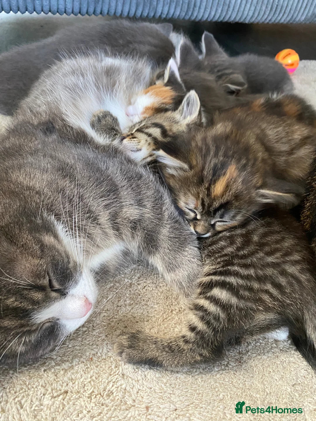 Mixed Breed cats for sale: Last little boy ready to go now  - Advert 2