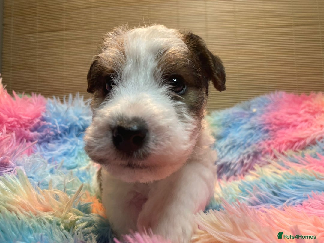 Mixed Breed dogs for sale: Wire Fox X Parsons Jack Russell Puppies for Sale - Advert 12