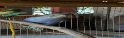 Budgerigars birds for sale: Budgerigar in Staines - Advert 4
