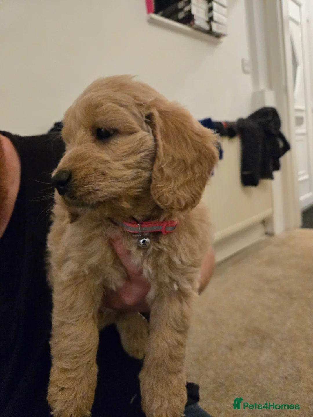Mini Goldendoodle dogs for sale: Available from Monday  - Advert 6