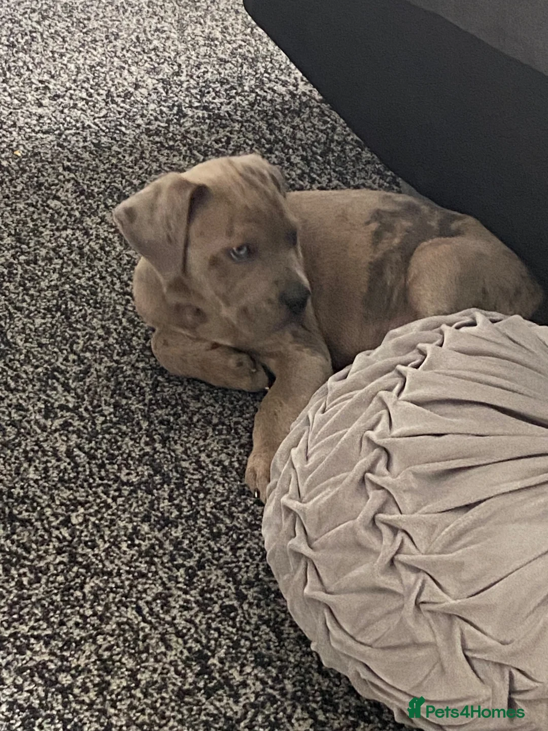 Cane Corso dogs for sale: 9 Week Old Cane Corso Male Puppy - Advert 3