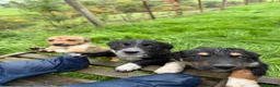 Mixed Breed dogs for sale: 6 kelpie cross collie pups  in Llandrindod Wells - Advert 8