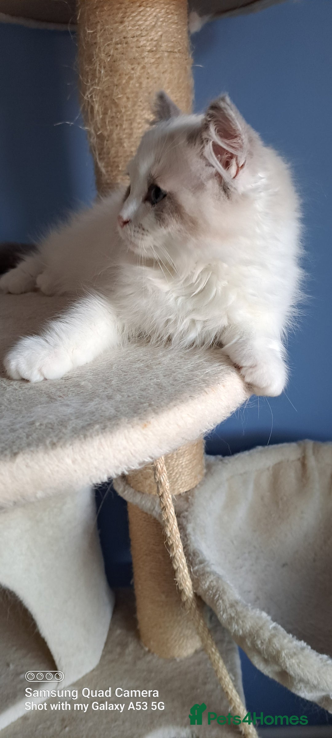 Ragdoll cats for sale: GCCF reg Ragdoll kittens  - Image 6