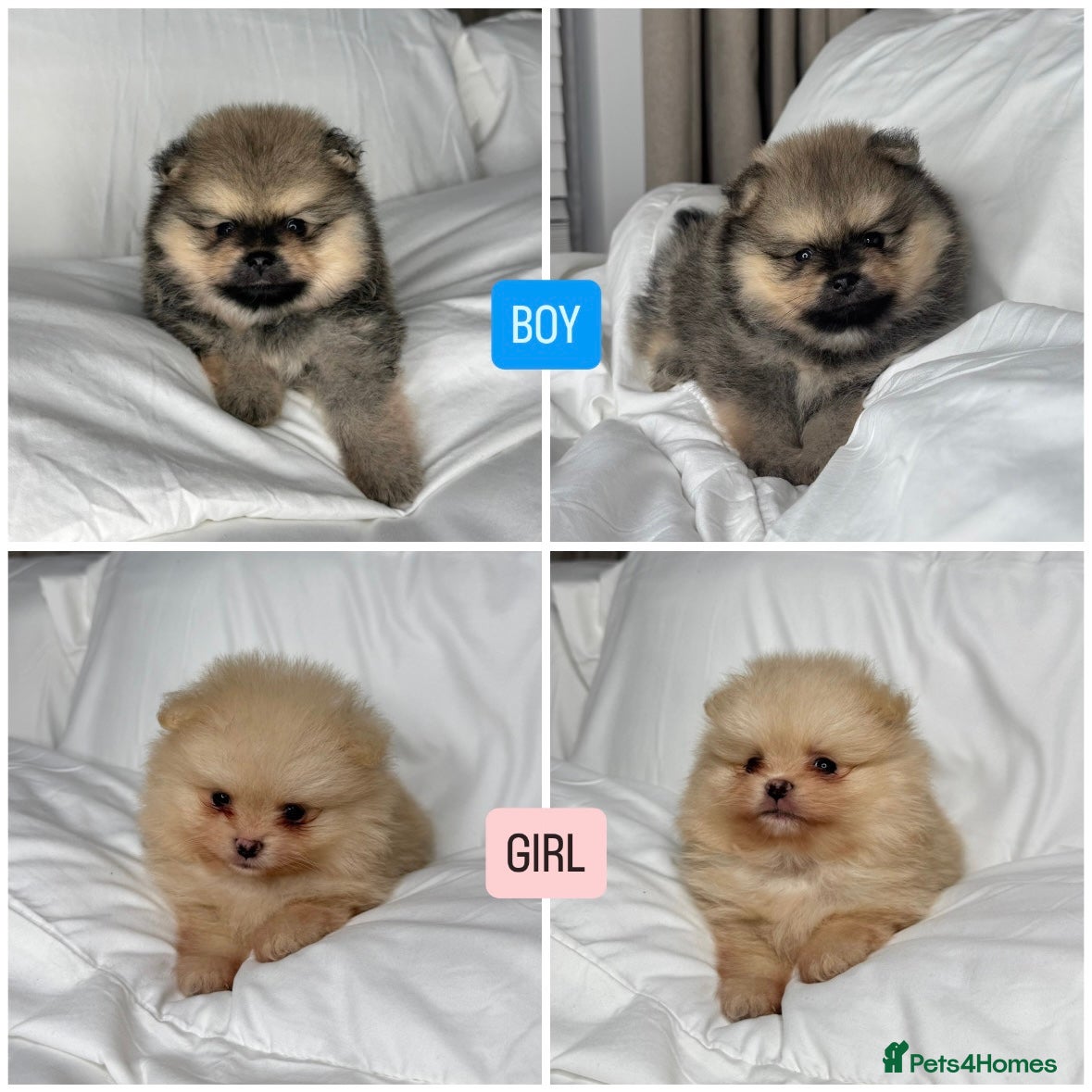 Pomeranian dogs 2 TEDDY KC POMERANIANS LEFT 🐶 - Advert 14