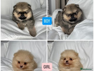 Pomeranian dogs 2 TEDDY KC POMERANIANS LEFT 🐶 - Advert 14