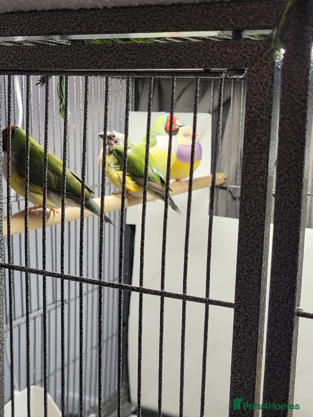 Finches birds for sale: Proven breeding pairs Gouldian finches - Advert 9