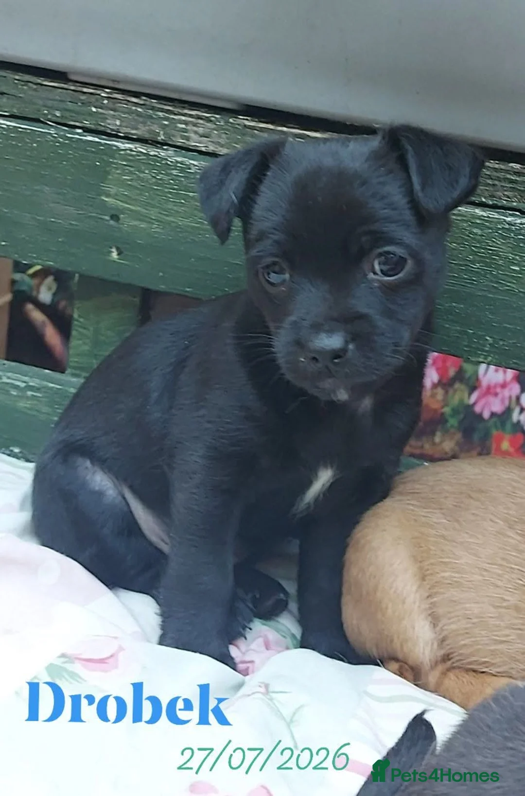 Mixed Breed dogs for sale: 1 girl and 3 boys still available  - Advert 2