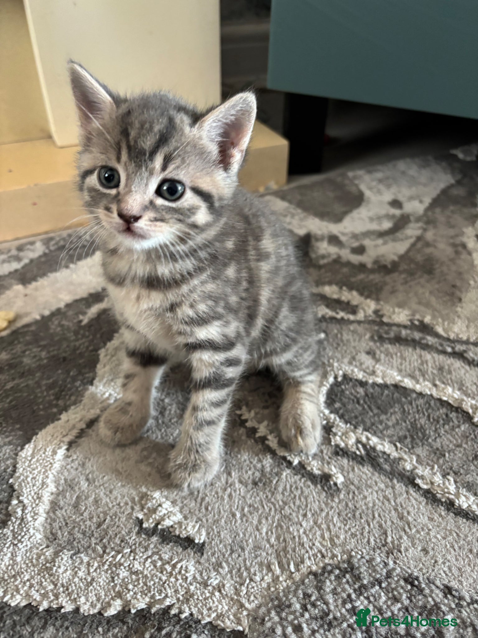 Mixed Breed cats Grey tabby British shorthair cross kittens - Advert 4