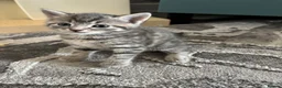 Mixed Breed cats for sale: Grey tabby British shorthair cross kittens - Advert 6