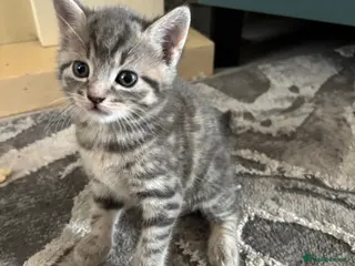 Mixed Breed cats Grey tabby British shorthair cross kittens - Advert 4