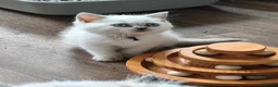 British Shorthair cats for sale: British shorthair and British longhair - Advert 8