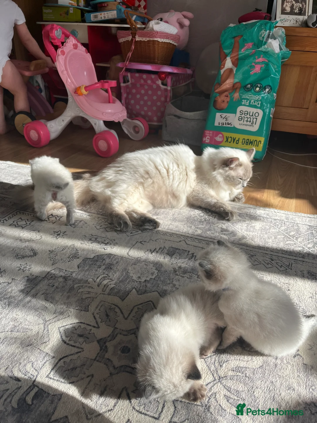 Ragdoll cats for sale: Beautiful GCCF Ragdoll Kittens – 2 Boys Available  - Advert 2