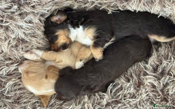 Mixed Breed dogs for sale: REDUCED - Cockapoochi Puppies - READY TO VIEW 🐶 - Image 21
