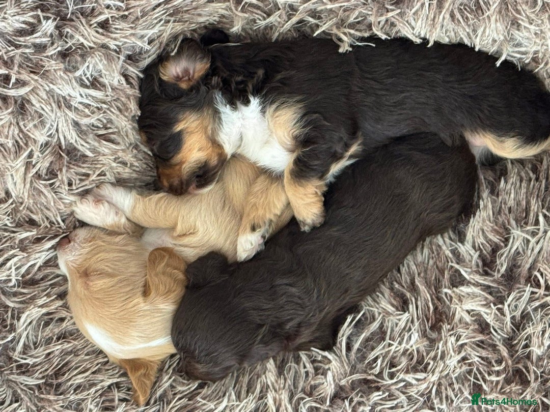 Mixed Breed dogs for sale: REDUCED - Cockapoochi Puppies - READY TO VIEW 🐶 - Image 21