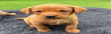 Yellow Collar