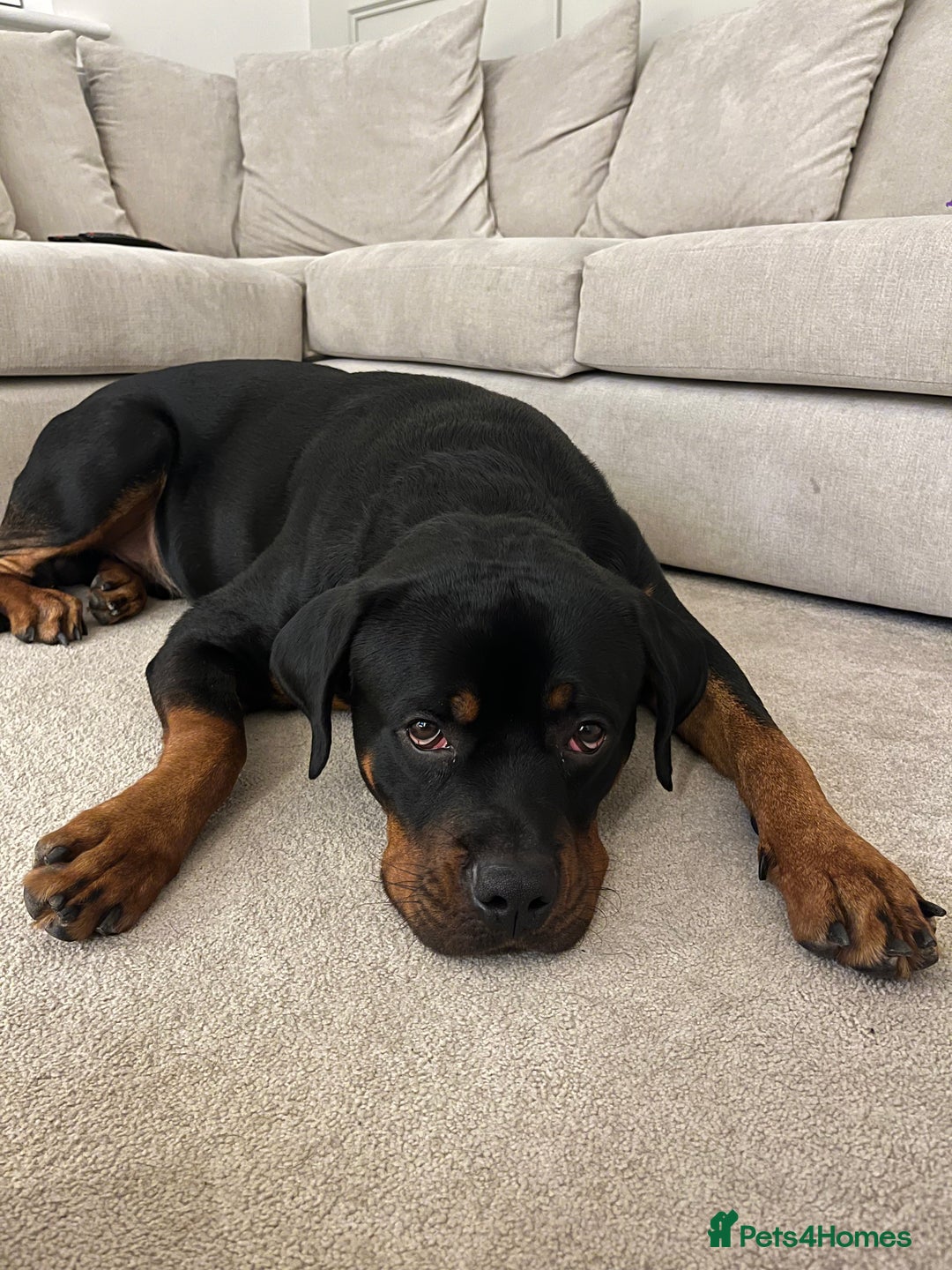 Rottweiler dogs for sale: Male Rottweiler For Sale  - Advert 3