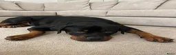 Rottweiler dogs for sale: Male Rottweiler For Sale  - Advert 3