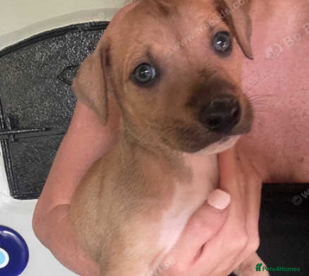 Jack Russell dogs for sale: 8 weeks remaining blue merle jack russells - Image 5