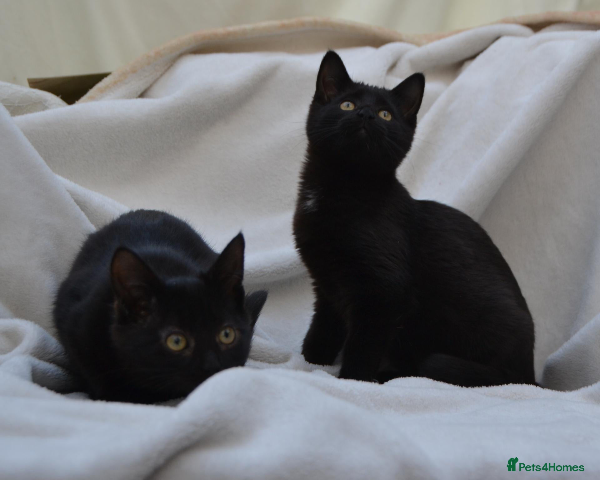 Mixed Breed cats Beautiful Maine Coon/Bombay Mix Kittens! - Advert 1
