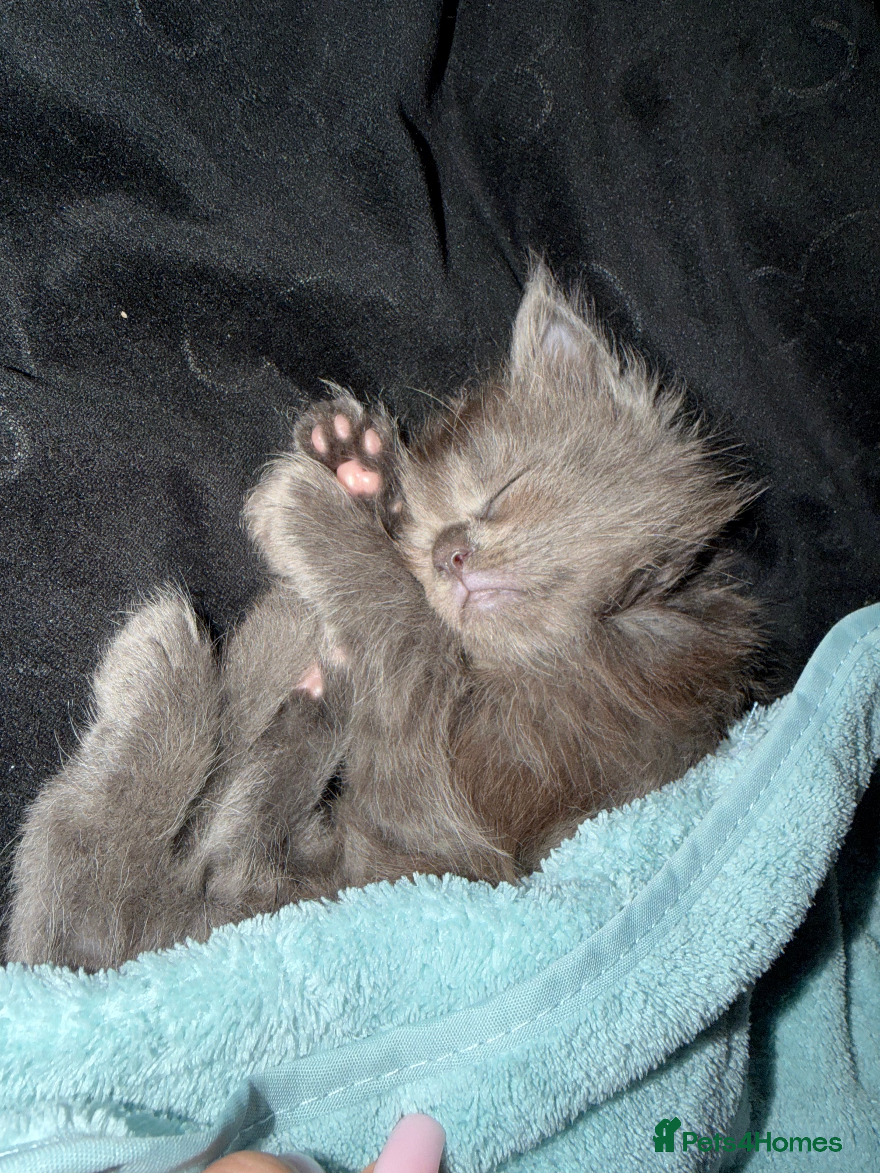 Maine Coon cats XXL MAINECOON MALE KITTENS  - Advert 1