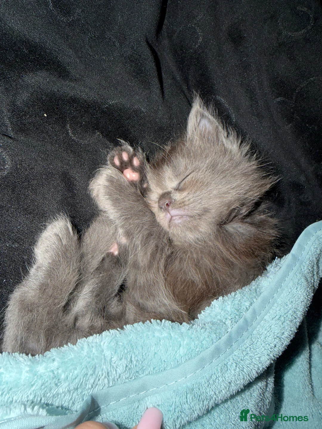 Maine Coon cats for sale: XXL MAINECOON MALE KITTENS  - Advert 3