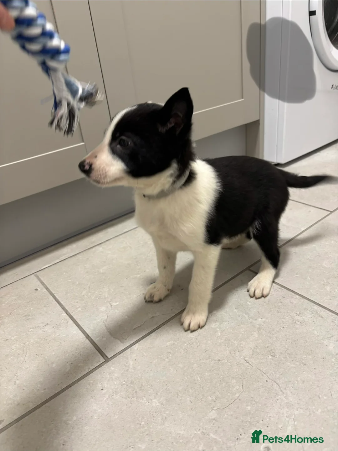 Border Collie dogs for sale: Border Collie puppies for sale - Advert 6