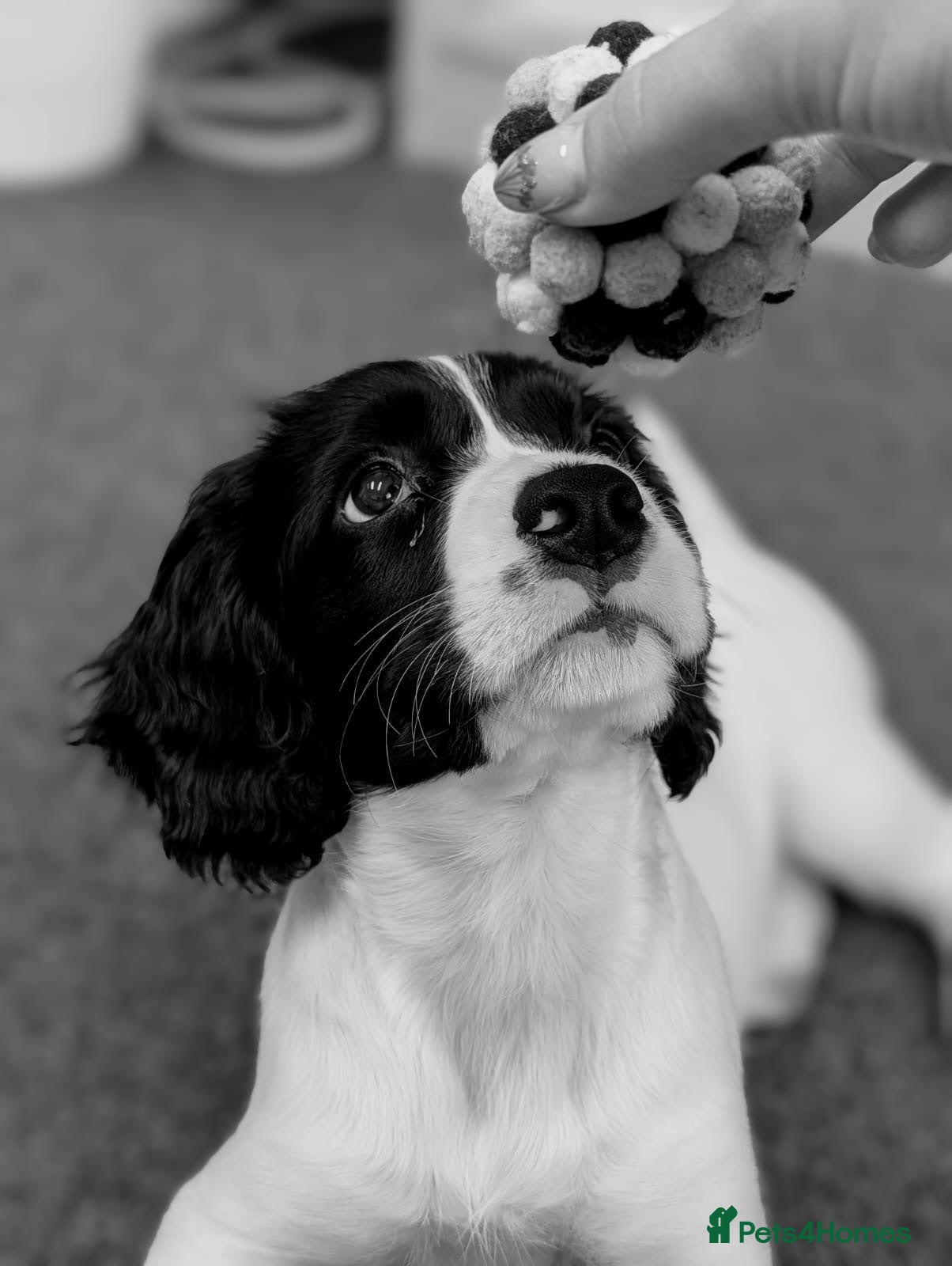Sprocker dogs Beautiful 12 week old Sprocker pup - Advert 11