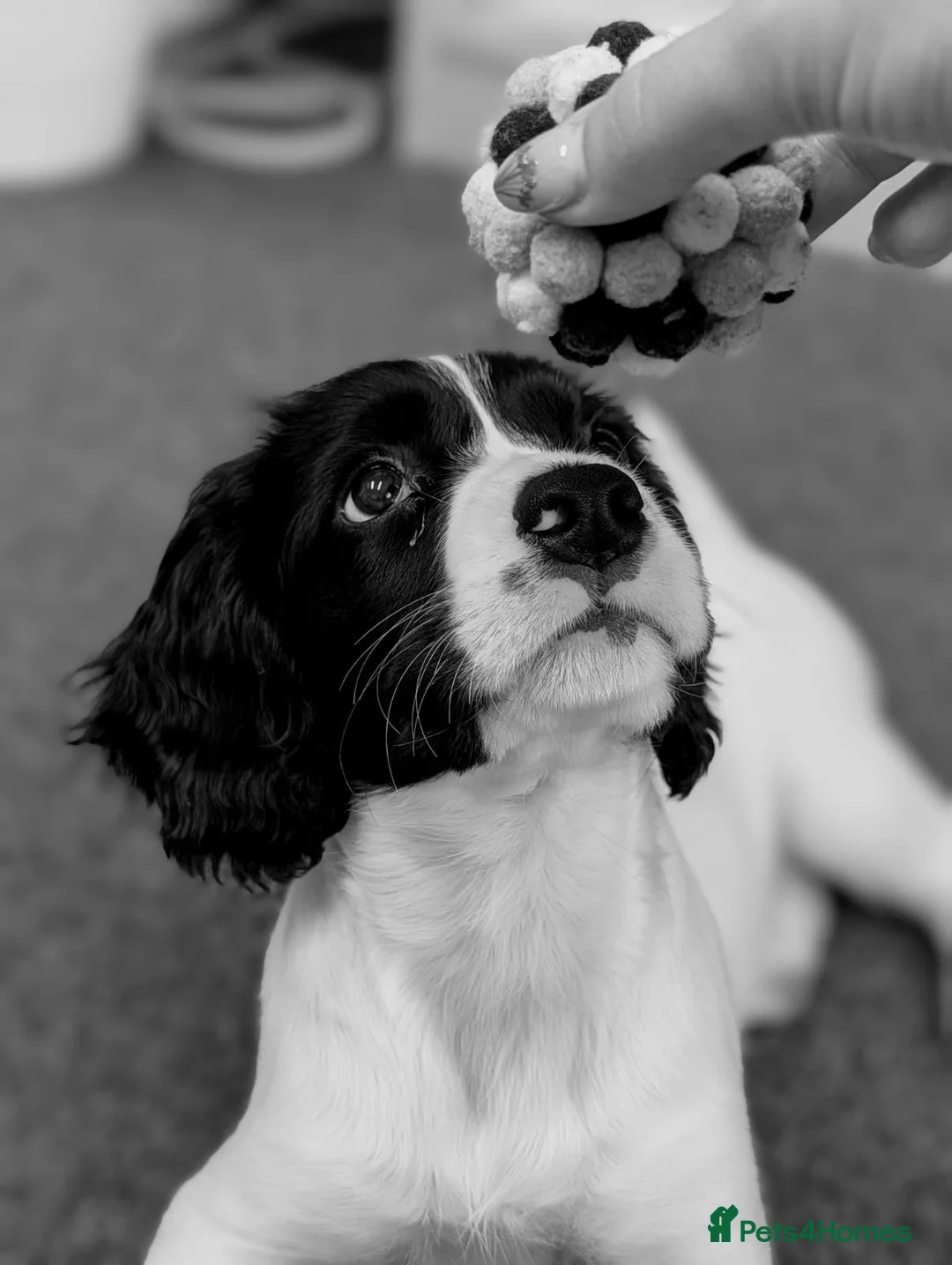 Sprocker dogs for sale: Beautiful 12 week old Sprocker pup - Advert 1