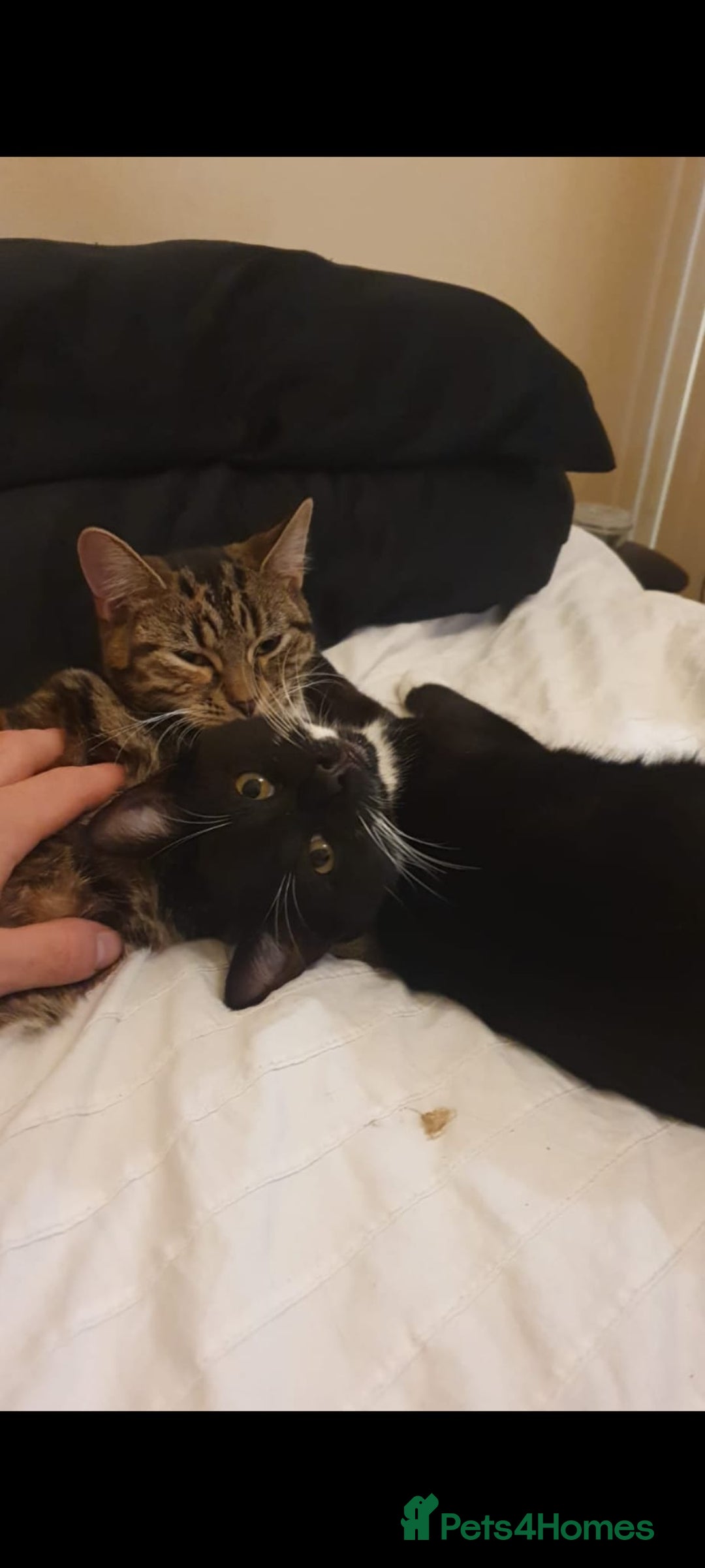 Mixed Breed cats for sale: Lovely Bonded pair (M+F) - must stay together - Advert 10