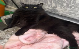Ragdoll cats for sale: Two boys are looking for new home (Indoor only)  - Image 3