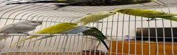 Budgerigars birds for sale: Baby Budgies for sale - Advert 3