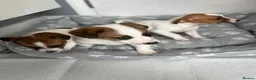 Jack Russell dogs for sale: 3 healthy jack Russel pups  - Advert 12