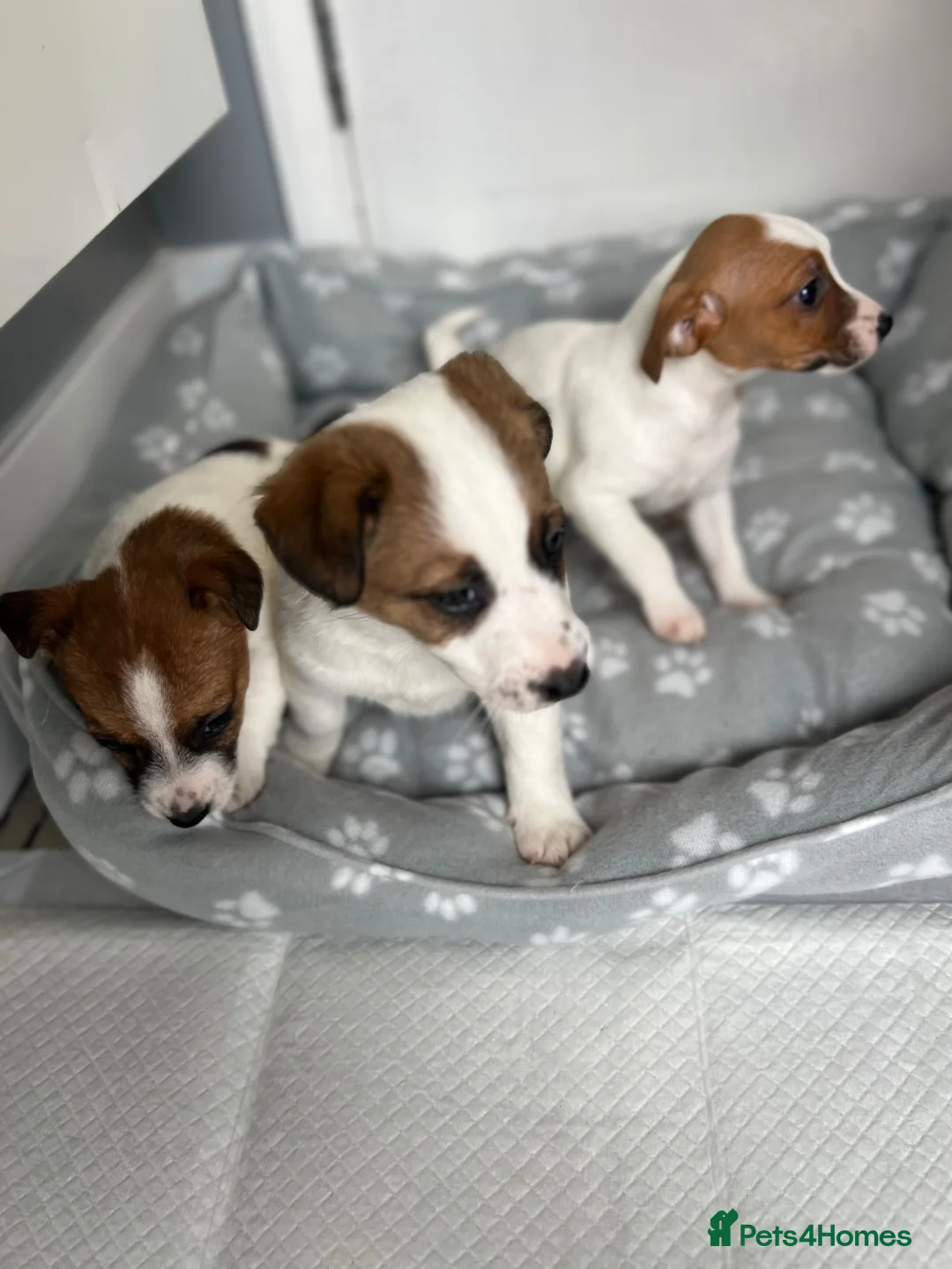 Jack Russell dogs for sale: 3 healthy jack Russel pups  - Advert 12