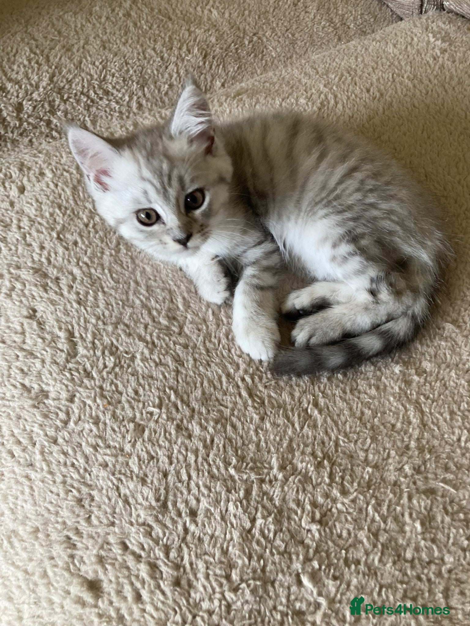 Mixed Breed cats for sale: Julie in Pontefract - Advert 6
