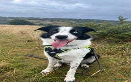 Border Collie dogs for sale: Cooper and Juno - Image 20