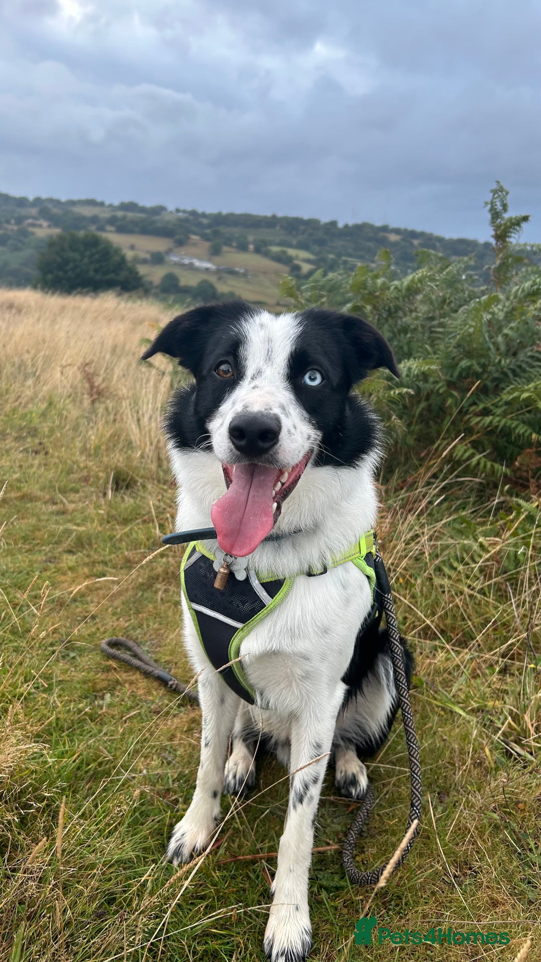 Border Collie dogs for sale: Cooper and Juno - Image 20