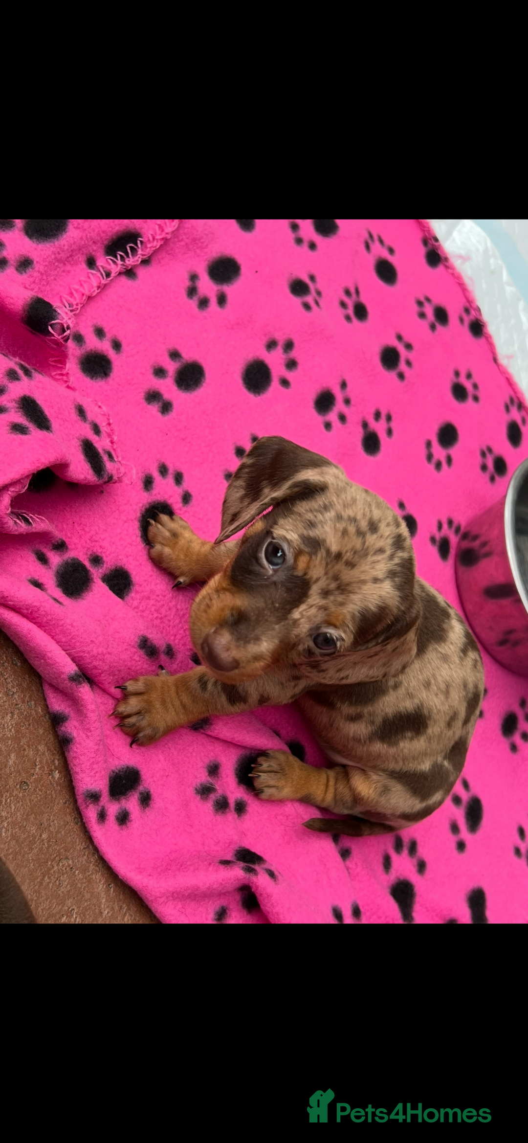 Dachshund dogs for sale: READY TO GO Dachshund Puppies dapple+chocolate - Image 14