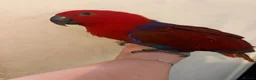 Parrots birds for sale: 10 month old female Electus  - Advert 1
