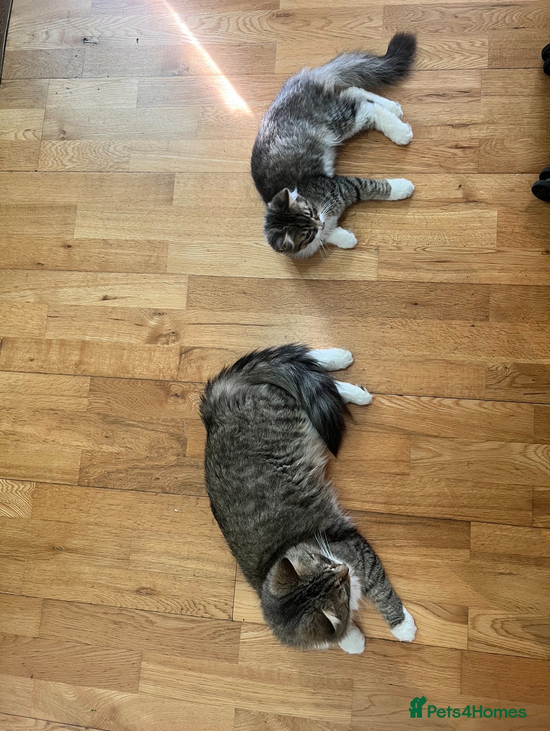 British Longhair cats for sale: Playful and Cuddly Kitten Ready to go❤️ - Advert 2