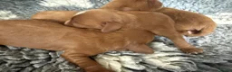 Cavapoo dogs for sale: Cavapoo f1 fully health tested, mum and dad here - Advert 11