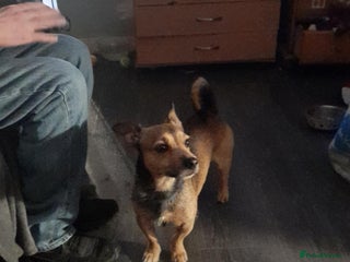 Mixed Breed dogs mixed breed for sale - Advert 1