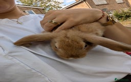 Mixed Breed rabbits for sale: 4 baby rabbits - Image 5